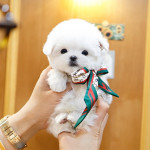 Teacup maltese puppy avaliable