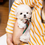 Teacup maltese puppy avaliable