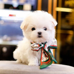 Teacup maltese puppy avaliable