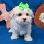 Maltese puppy Available for rehoming