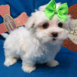 Maltese puppy Available for rehoming