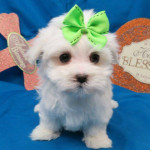 Maltese puppy Available for rehoming