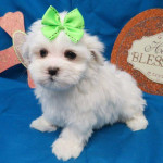 Maltese puppy Available for rehoming