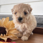 Adorable maltipoo puppy Avaliable