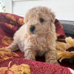 Adorable maltipoo puppy Avaliable