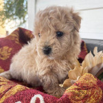 Adorable maltipoo puppy Avaliable