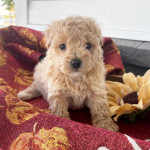 Adorable maltipoo puppy Avaliable