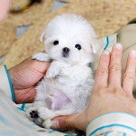 Adorable TeacupMaltese puppies Available