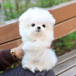 Adorable TeacupMaltese puppies Available