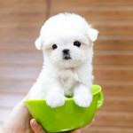 Adorable TeacupMaltese puppies Available