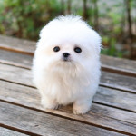 Adorable TeacupMaltese puppies Available