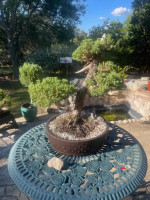 Juniper Bonsai for Sale! San Antonio Area.