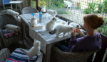 Gorgeous Ragdoll (Penny) has had 5 beautiful kittens. amazing example