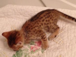F1 savannah kittens for new homes