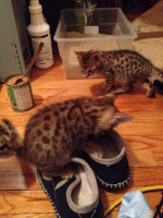 F1 savannah kittens for new homes