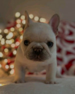 French bulldog puppies 🐶 available looking for new owners