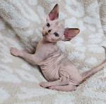 Spynx kittens 😸  available for adoption