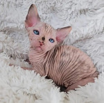 Spynx kittens 😸  available for adoption