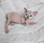 Spynx kittens 😸  available for adoption