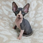 Spynx kittens 😸  available for adoption