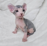 Spynx kittens 😸  available for adoption