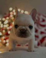 French bulldog puppies 🐶 available looking for new owners