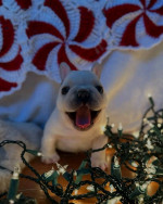 French bulldog puppies 🐶 available looking for new owners