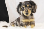 100% Dapple dachshund mini puppies