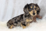 100% Dapple dachshund mini puppies