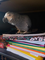 Talking African Grey parrots 🦜 for adoption