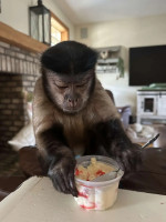 Trained Capuchin monkeys 🐒 for adoption