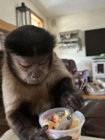 Trained Capuchin monkeys 🐒 for adoption