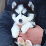 Pure breed Siberian Husky puppies 🐶 for adoption
