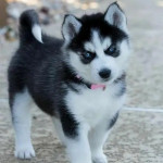Pure breed Siberian Husky puppies 🐶 for adoption