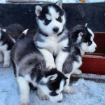 Pure breed Siberian Husky puppies 🐶 for adoption