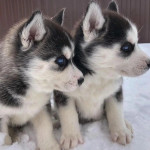 Pure breed Siberian Husky puppies 🐶 for adoption