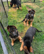Purebreed German shepherd puppies 🐶 ready for new owners