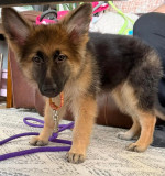 Purebreed German shepherd puppies 🐶 ready for new owners