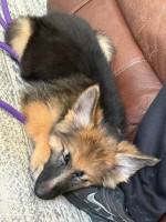 Purebreed German shepherd puppies 🐶 ready for new owners