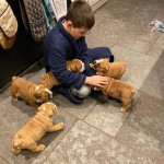 Purebreed English bulldog puppies 🐶 for adoption