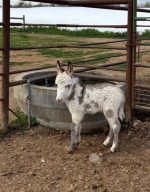 Mini donkey