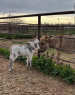 Mini donkey