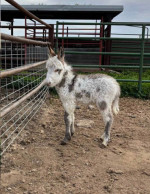Mini donkey