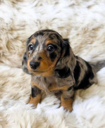 Mini dachshund puppy