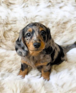Mini dachshund puppy