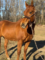 Aqha Registered Gelding “Hick” for sale