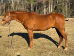 Aqha Registered Gelding “Hick” for sale