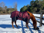 Aqha Registered Gelding “Hick” for sale