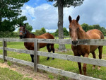 Aqha Registered Gelding “Hick” for sale