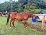 Aqha Registered Gelding “Hick” for sale